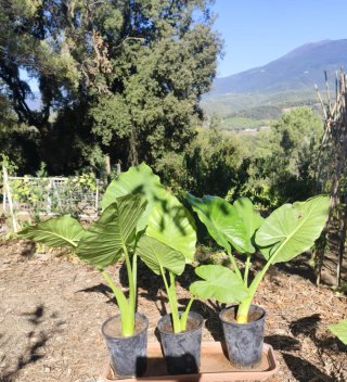 Marquesa (Oreja de Elefante) Plantas
