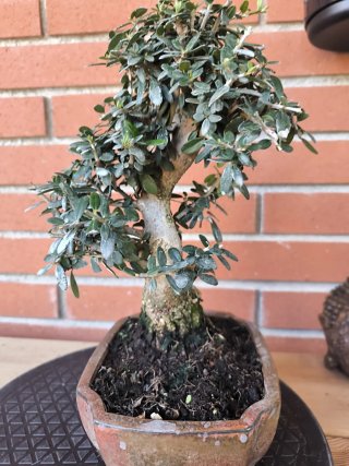 Bonsái Acebuche