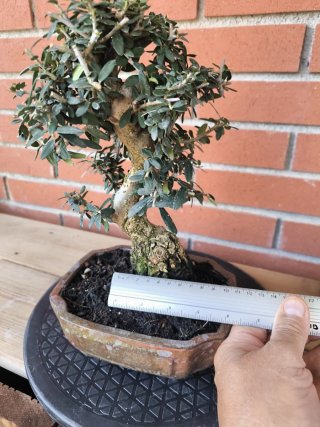Bonsái Acebuche