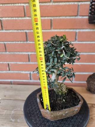 Bonsái Acebuche