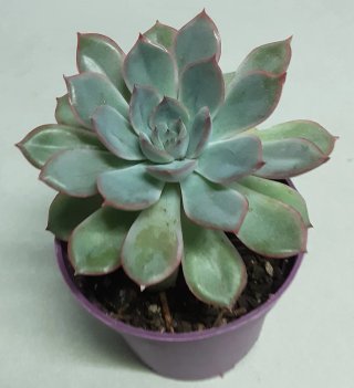 Planta Echeveria Suculenta