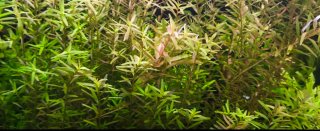 Lote 30 Plantas Acuario grandes