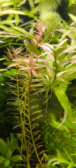 Lote 30 Plantas Acuario grandes