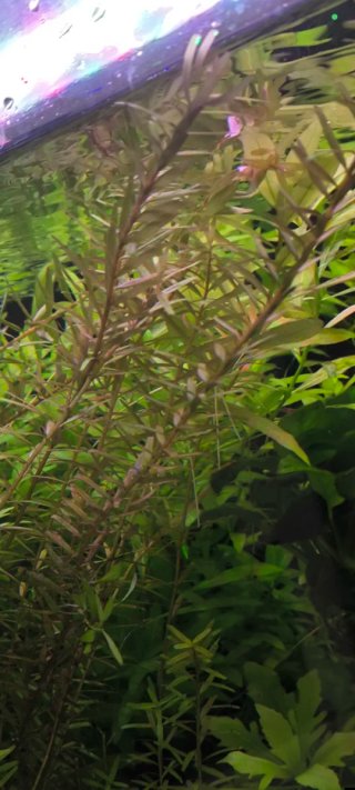 Lote 30 Plantas Acuario grandes