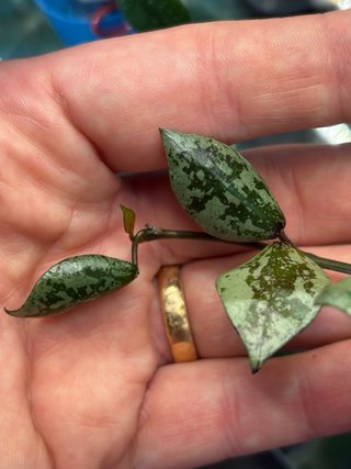 Hoya lacunosa Black Aurora
