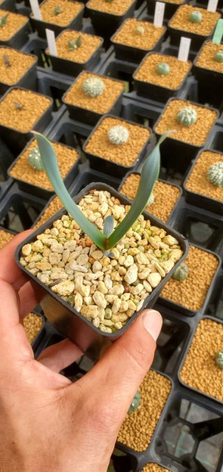 Welwitschia mirabilis