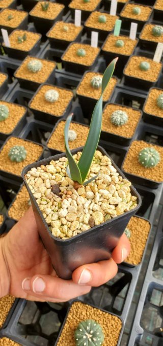 Welwitschia mirabilis