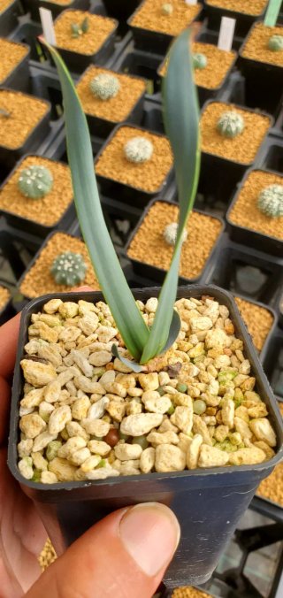 Welwitschia mirabilis
