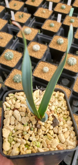 Welwitschia mirabilis
