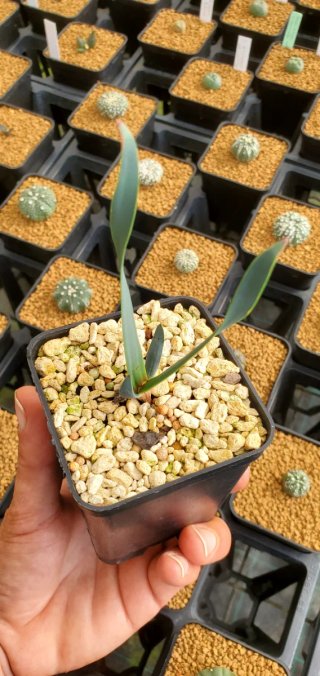 Welwitschia mirabilis