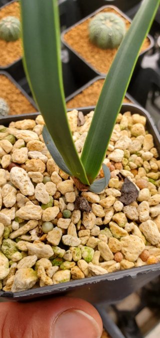 Welwitschia mirabilis