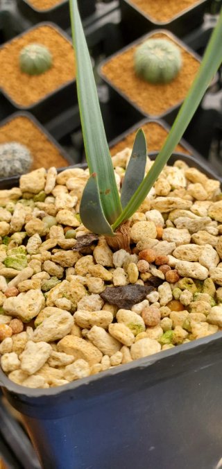 Welwitschia mirabilis