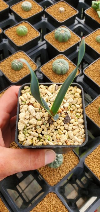 Welwitschia mirabilis