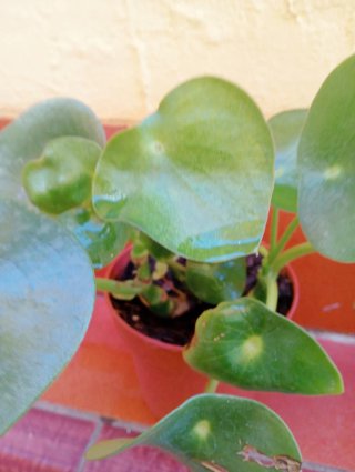 Planta de interior hojas verdes