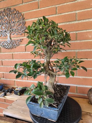 Bonsai Ficus Retusa
