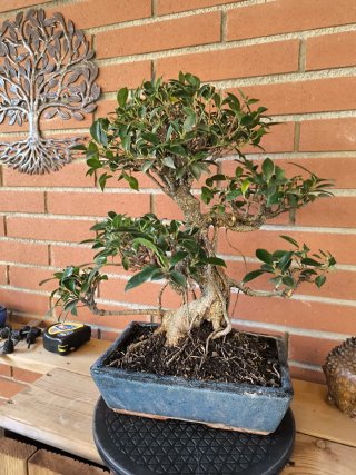 Bonsai Ficus Retusa