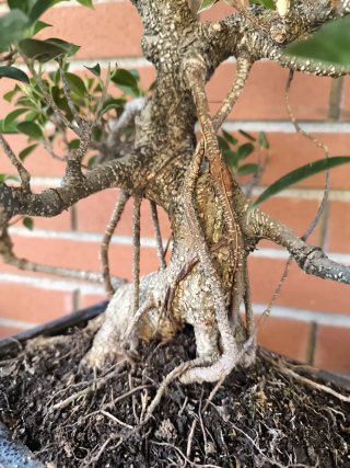 Bonsai Ficus Retusa