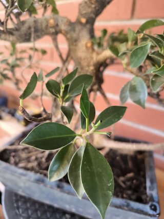 Bonsai Ficus Retusa