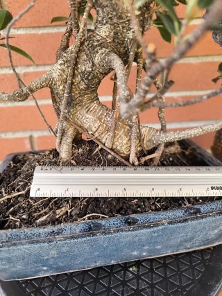 Bonsai Ficus Retusa