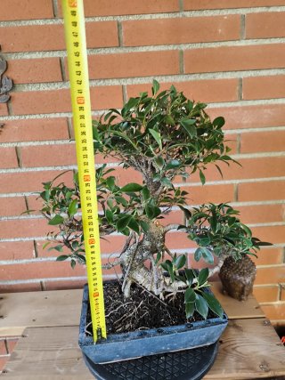 Bonsai Ficus Retusa