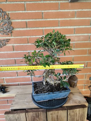Bonsai Ficus Retusa