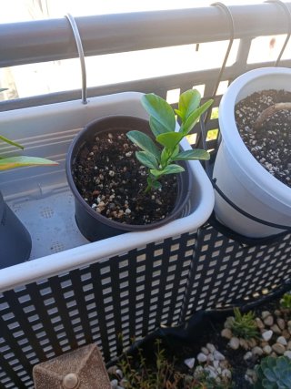 Limonero joven en maceta
