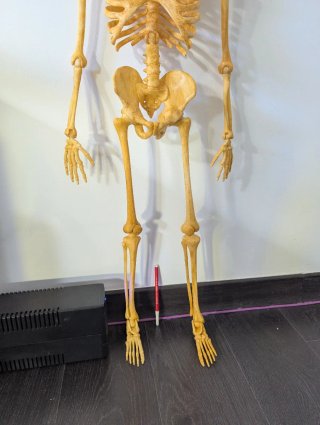 Réplica Esqueleto Humano
