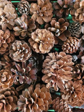Cesto de mimbre con piñas decorativas