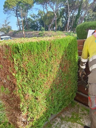 Servicio de jardinería y mantenimiento