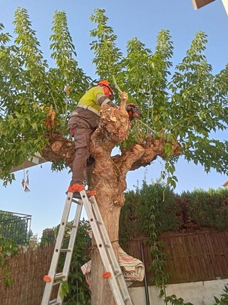 Servicio de jardinería y mantenimiento