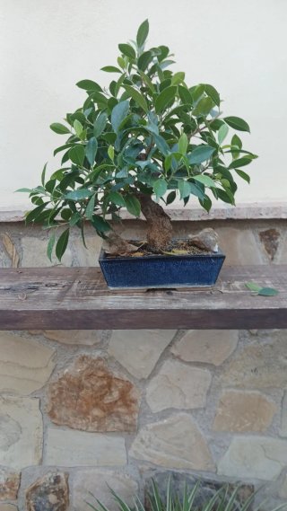 Bonsái Ficus taiguerbak en maceta azul