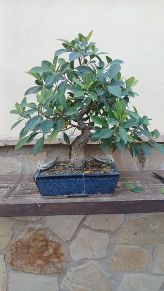 Bonsái Ficus taiguerbak en maceta azul