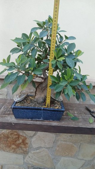 Bonsái Ficus taiguerbak en maceta azul