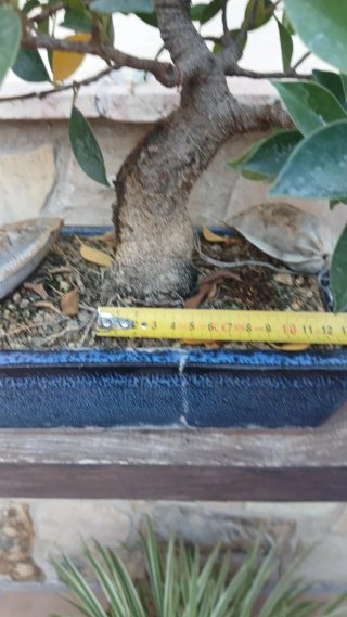 Bonsái Ficus taiguerbak en maceta azul