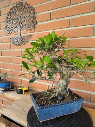 Bonsai Ficus Retusa