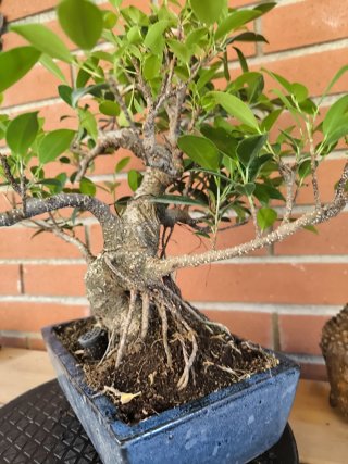 Bonsai Ficus Retusa