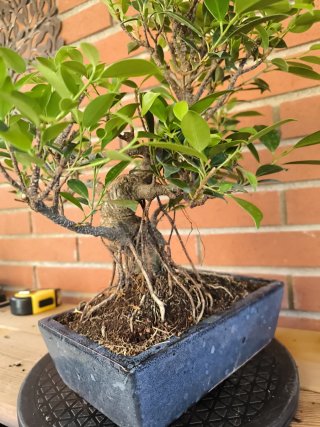Bonsai Ficus Retusa