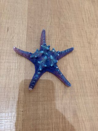 Estrella de mar para acuario