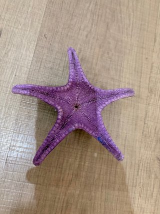 Estrella de mar para acuario