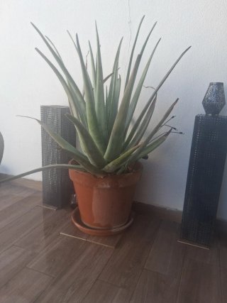Maceta Aloe Vera Terracota