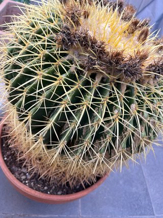 Cactus grande en maceta de barro