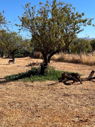 Se vende terreno rústico en La Zubia