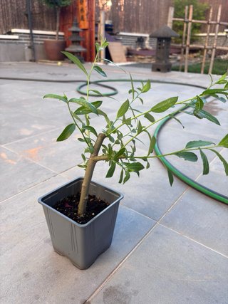 Esqueje Sauce Llorón (Salix babylonica)