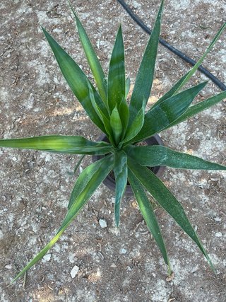 Planta Yuca Real 90cm