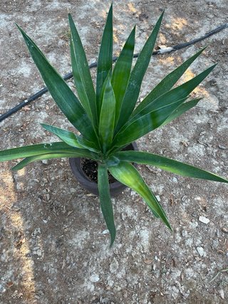 Planta Yuca Real 90cm