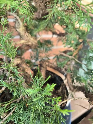 Bonsai Juniperus Itoigawa
