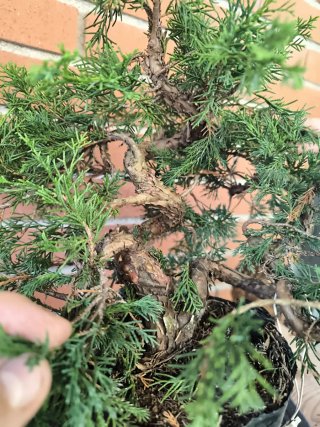 Bonsai Juniperus Itoigawa