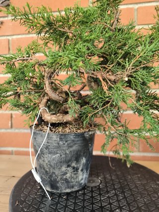 Bonsai Juniperus Itoigawa