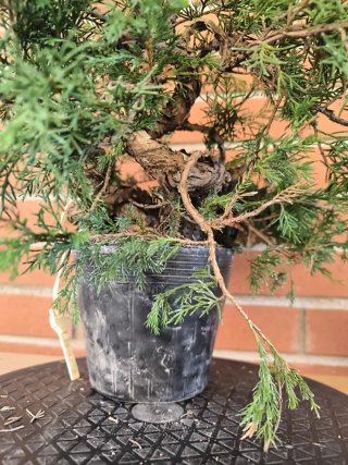 Bonsai Juniperus Itoigawa