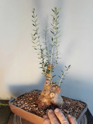 Bonsái Acebuche Yamadori